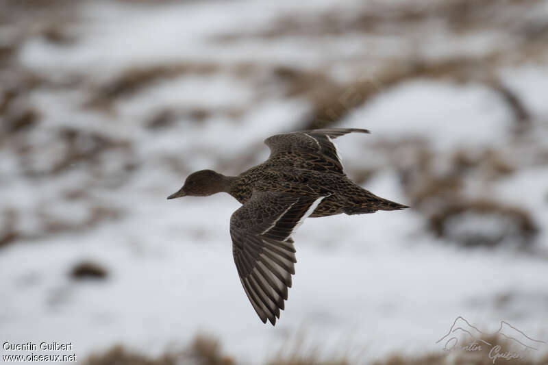 Eaton's Pintail, Flight