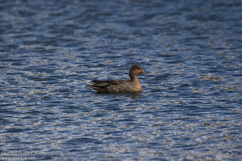 Eaton's Pintail, pigmentation, swimming