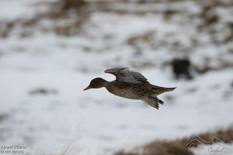 Canard d'Eaton femelle, identification, Vol