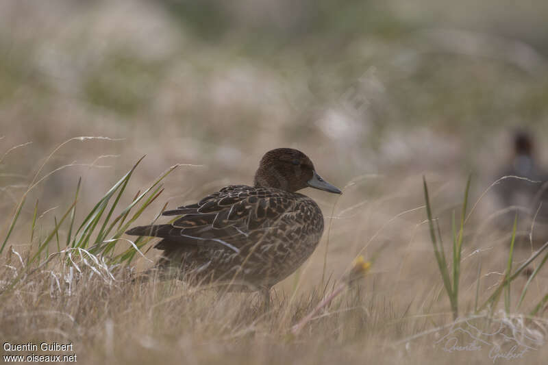 Eaton's Pintail, pigmentation