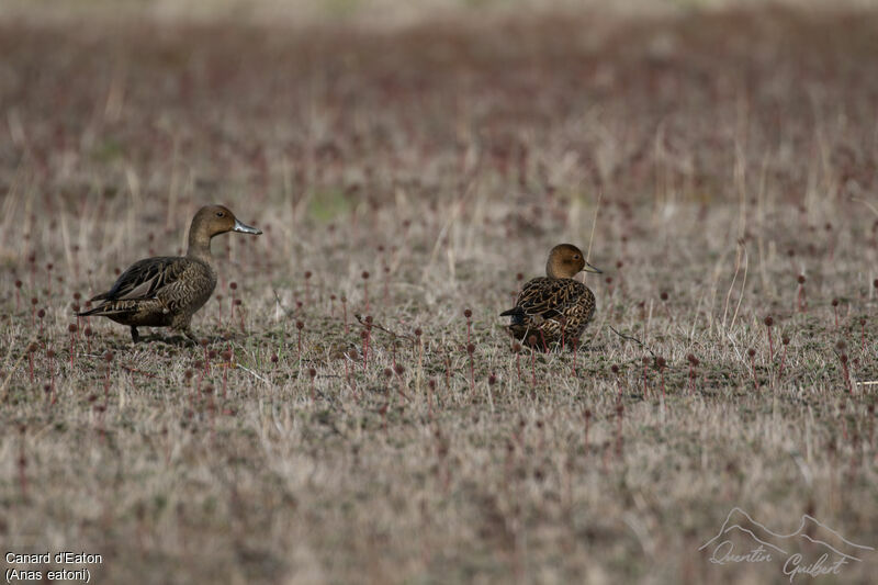 Eaton's Pintail