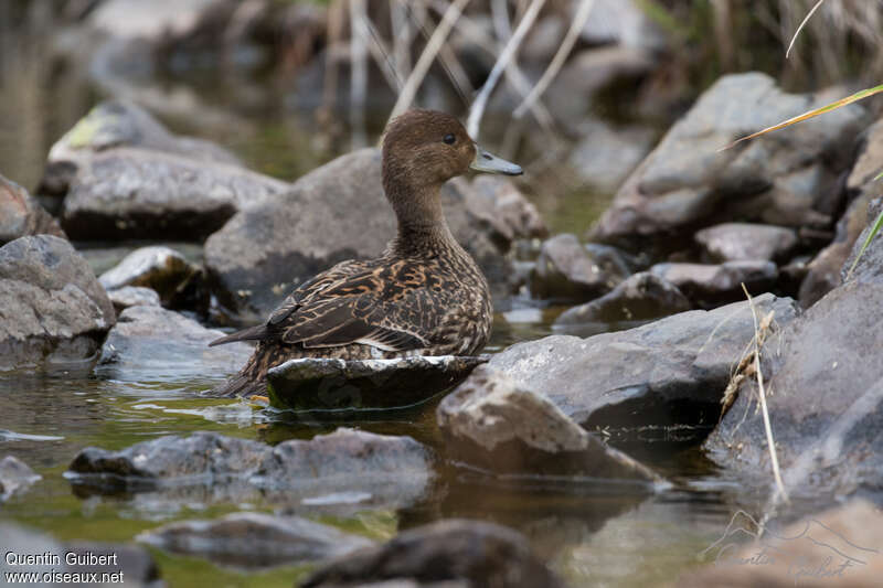 Eaton's Pintail