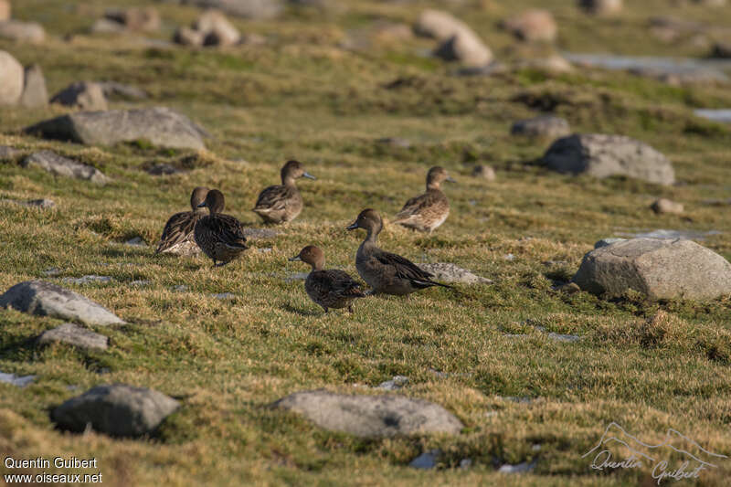 Eaton's Pintail, habitat