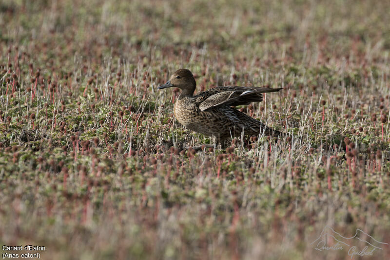 Eaton's Pintail