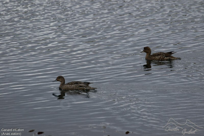 Eaton's Pintail