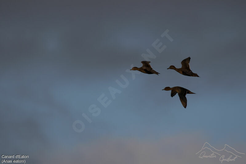 Eaton's Pintail