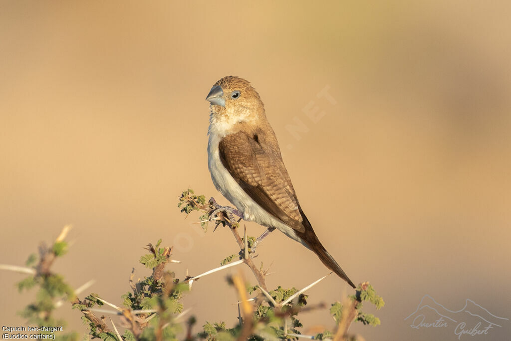 Capucin bec-d'argentadulte, identification