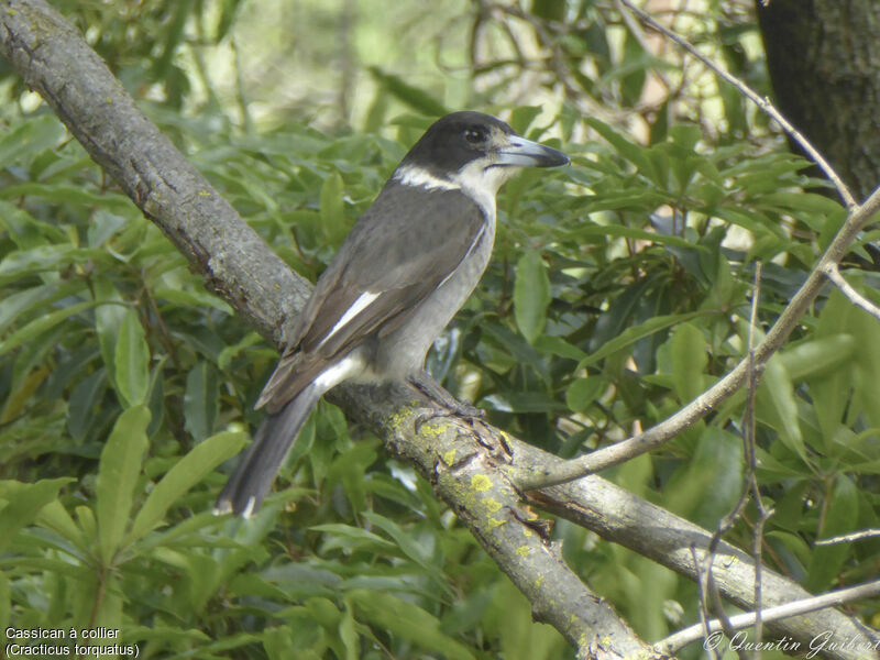 Grey Butcherbird, identification