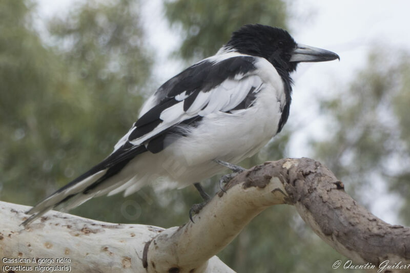 Pied Butcherbirdadult, identification