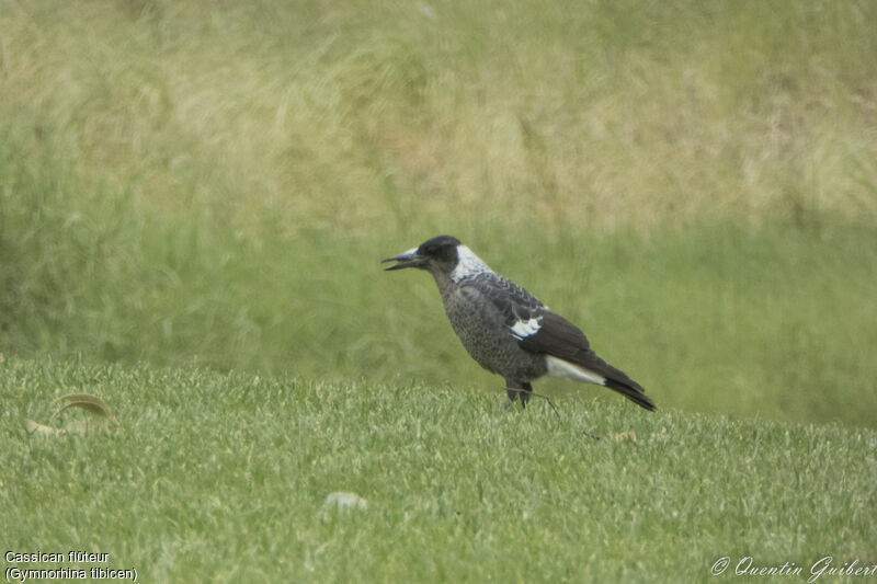 Australian Magpie