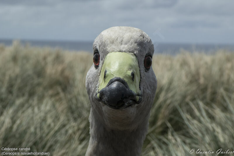 Cape Barren Gooseadult, close-up portrait