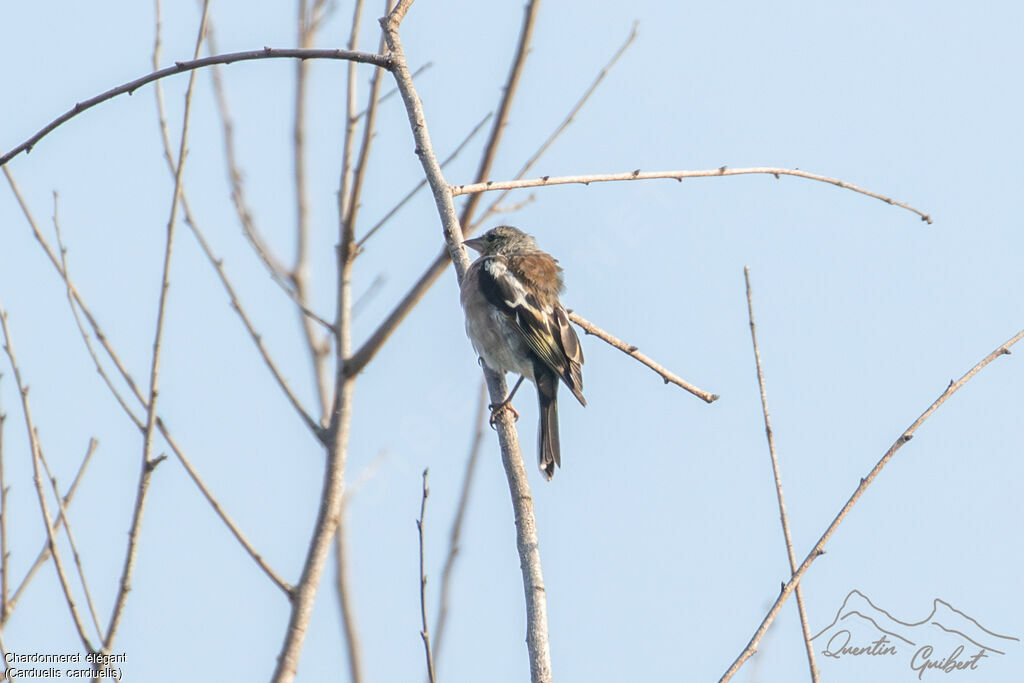 Chardonneret élégant