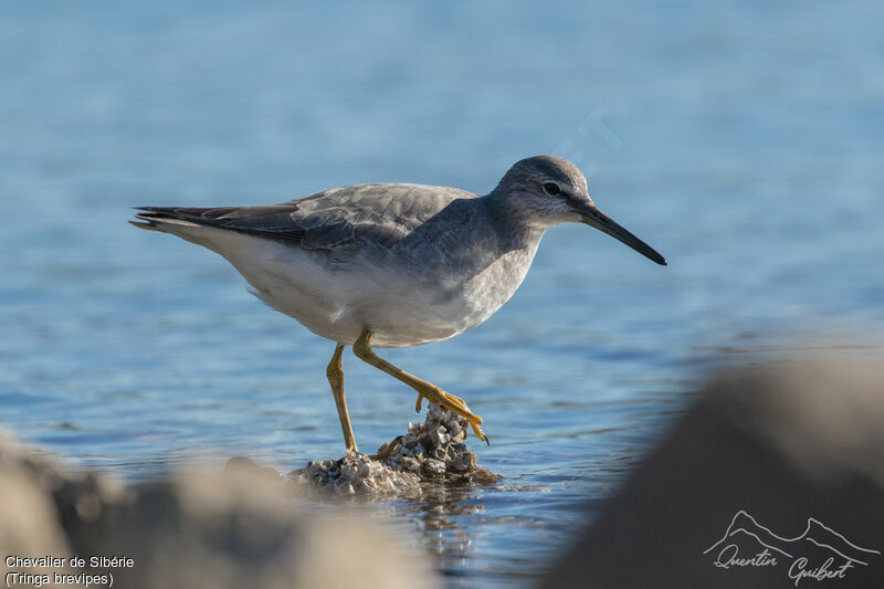 Grey-tailed Tattler