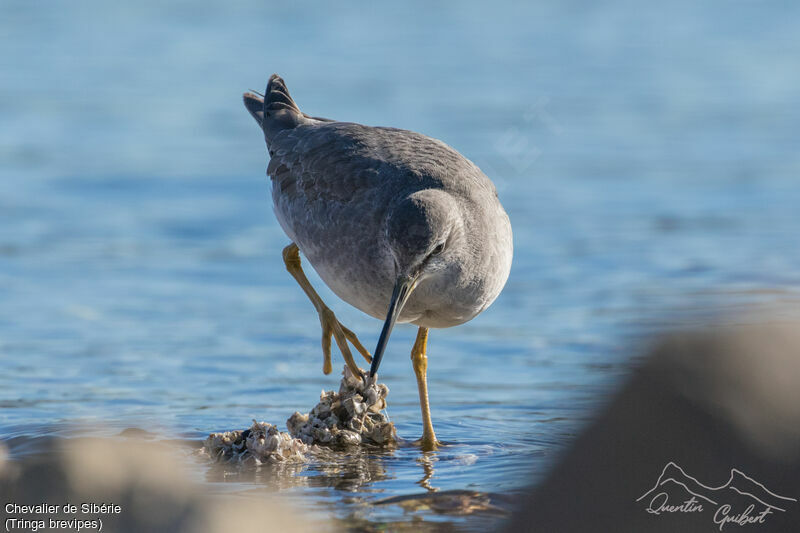 Grey-tailed Tattler