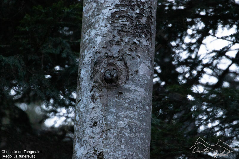 Boreal Owladult, identification, Reproduction-nesting