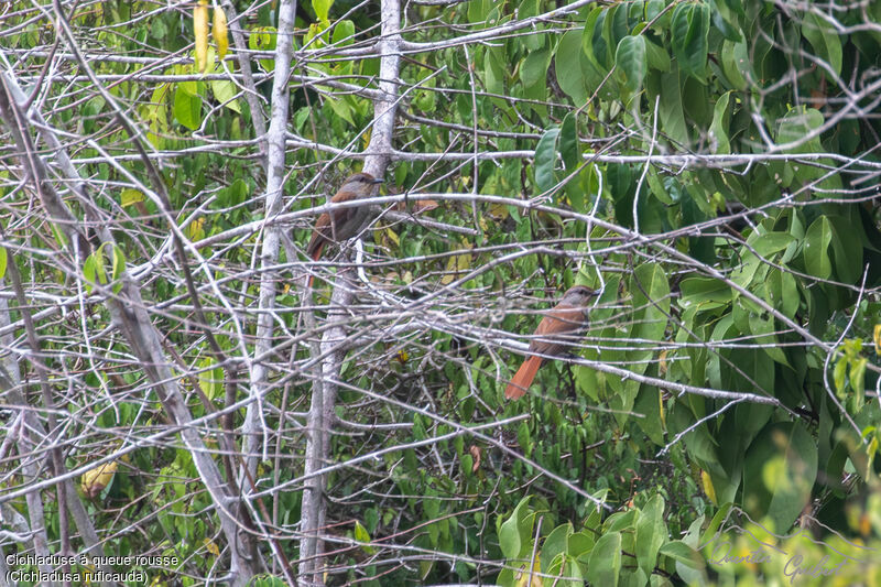 Rufous-tailed Palm Thrushadult, identification