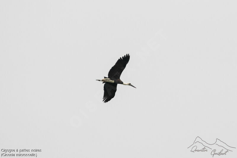 Cigogne à pattes noires