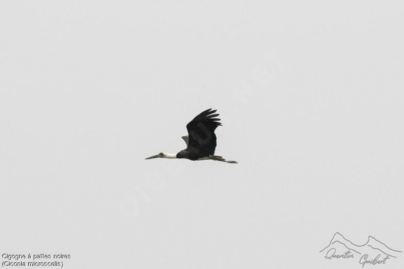 African Woolly-necked Stork