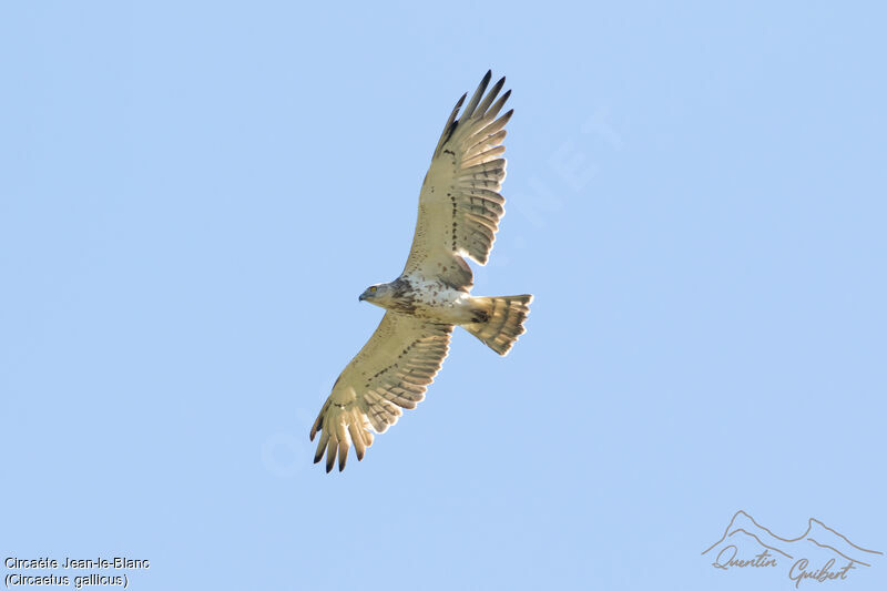 Circaète Jean-le-Blanc, identification, Vol