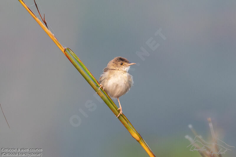 Short-winged Cisticola