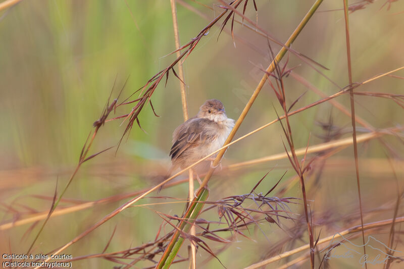 Short-winged Cisticola