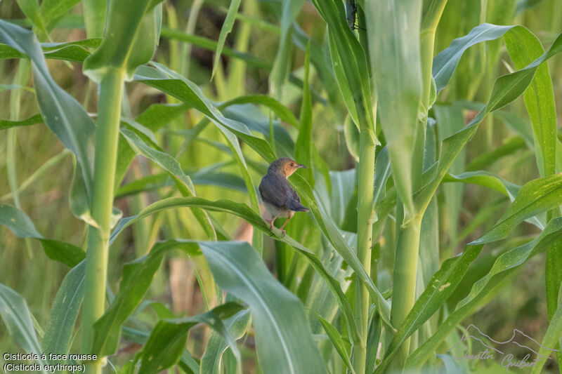 Red-faced Cisticola