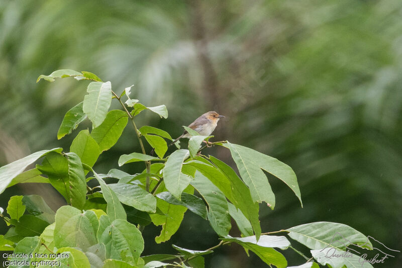 Red-faced Cisticolaadult breeding, identification