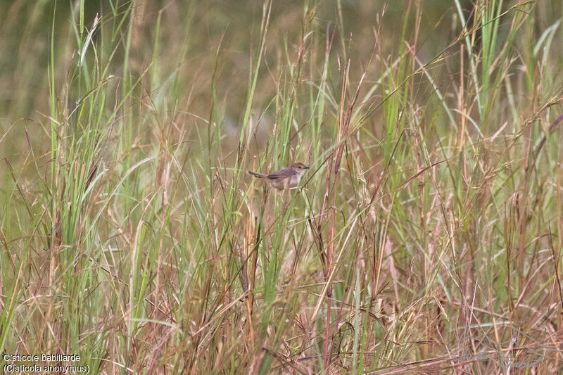 Chattering Cisticola