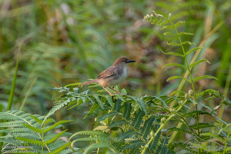 Cisticole babillarde, identification