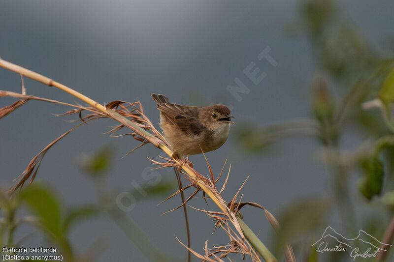 Chattering Cisticola, identification