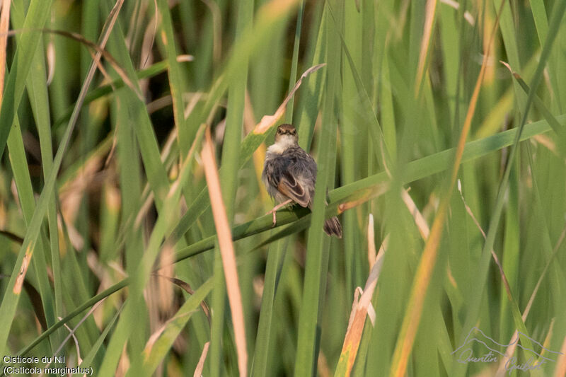 Winding Cisticola