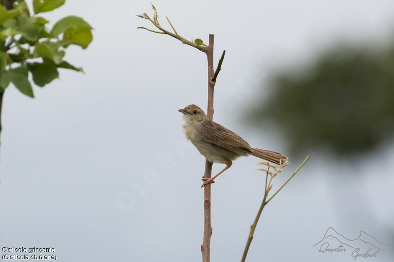 Rattling Cisticola