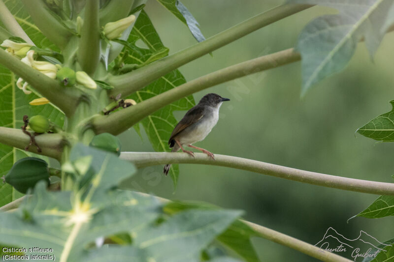 Whistling Cisticola