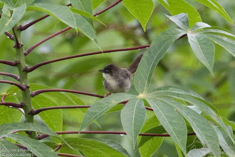 Whistling Cisticolaadult breeding