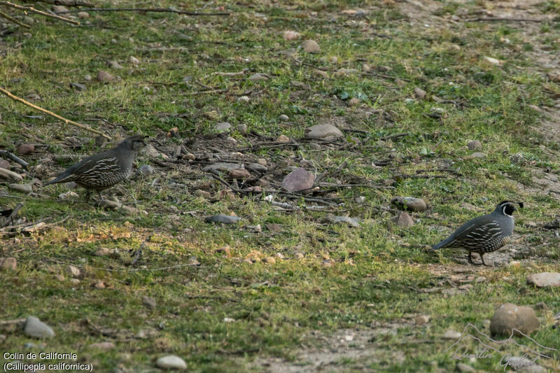 California Quailadult breeding, walking