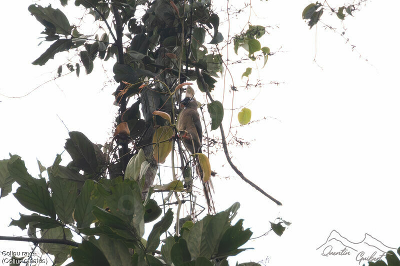 Speckled Mousebird