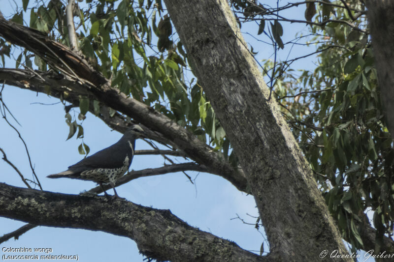 Wonga Pigeon, identification