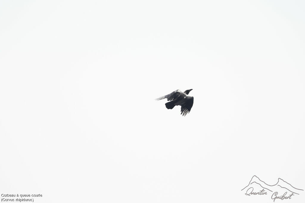 Corbeau à queue courte