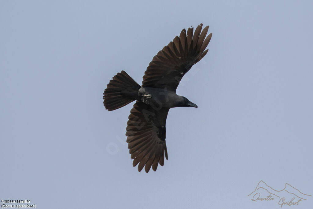 Corbeau familier, identification, Vol