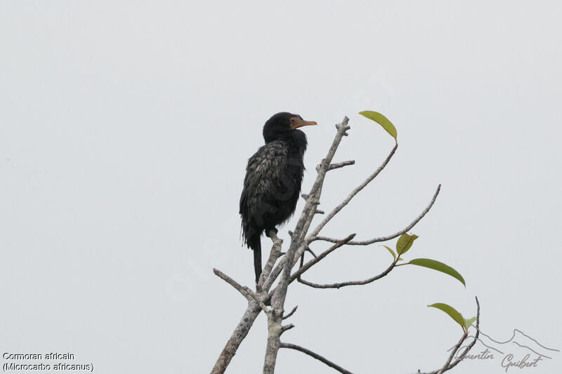 Reed Cormorantadult, identification