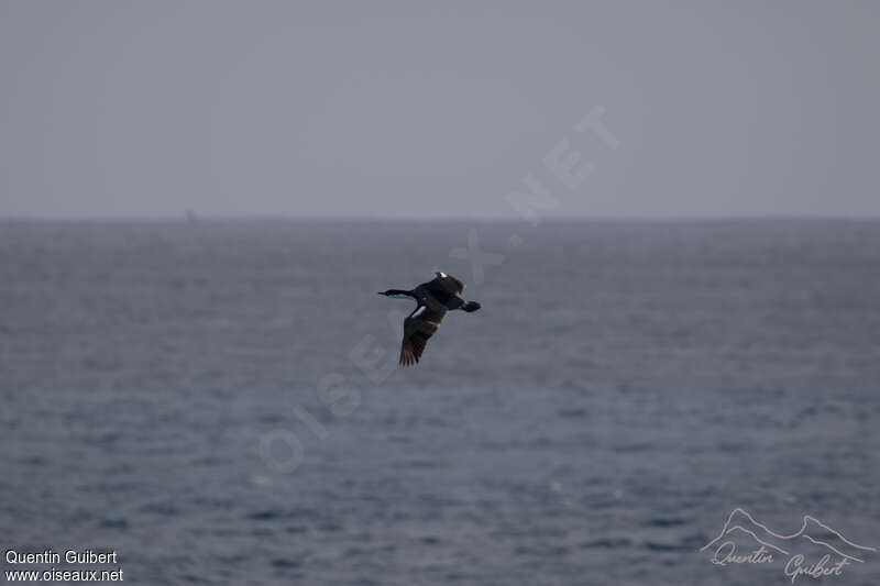 Crozet Shagadult, Flight