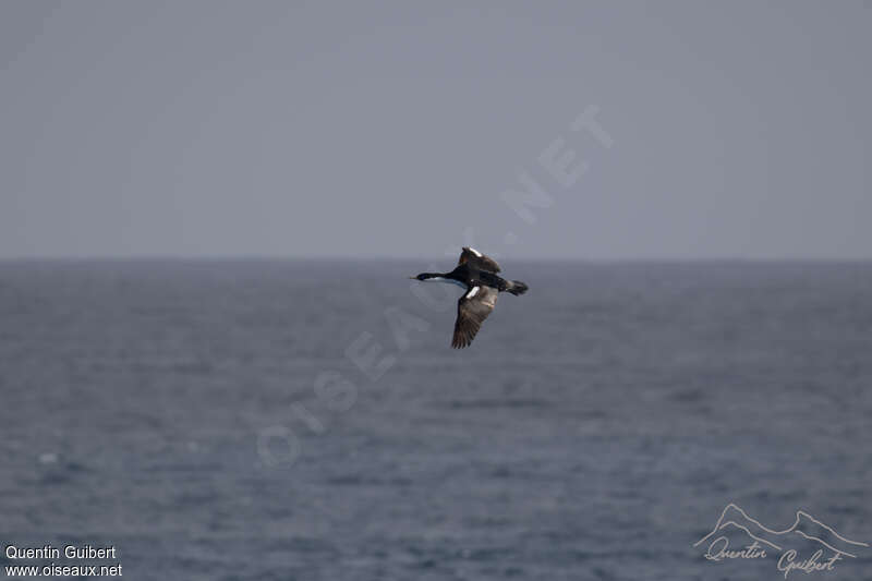 Cormoran de Crozetadulte, habitat, Vol