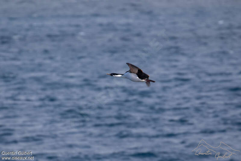 Crozet Shagadult, Flight