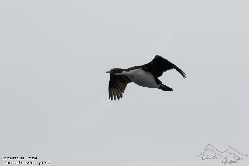 Cormoran de Crozet