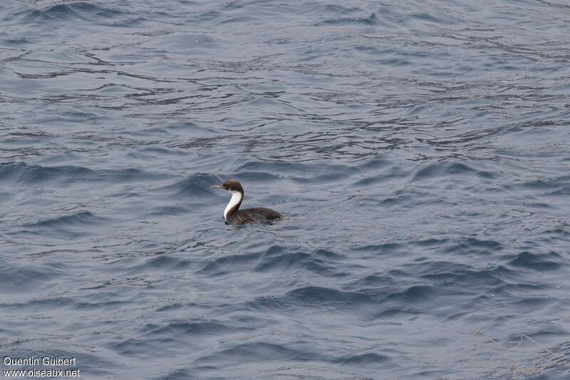 Crozet Shagimmature, identification, swimming