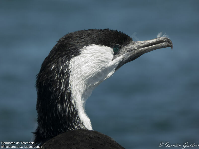 Black-faced Cormorantadult, close-up portrait