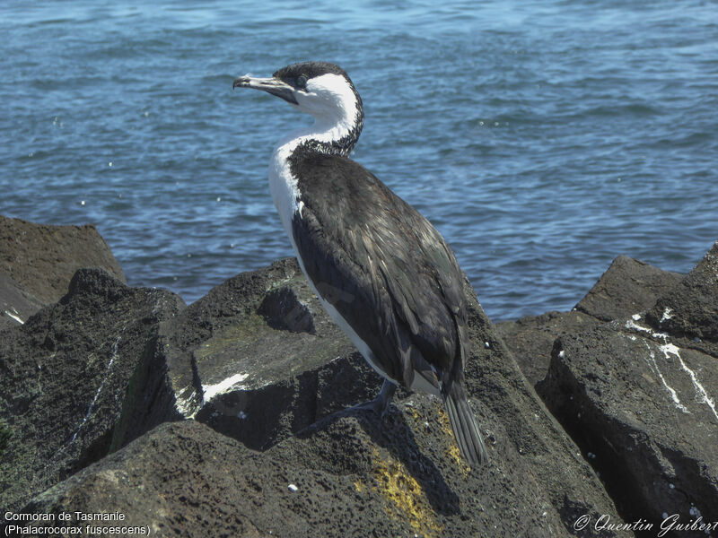 Cormoran de Tasmanieadulte nuptial, identification