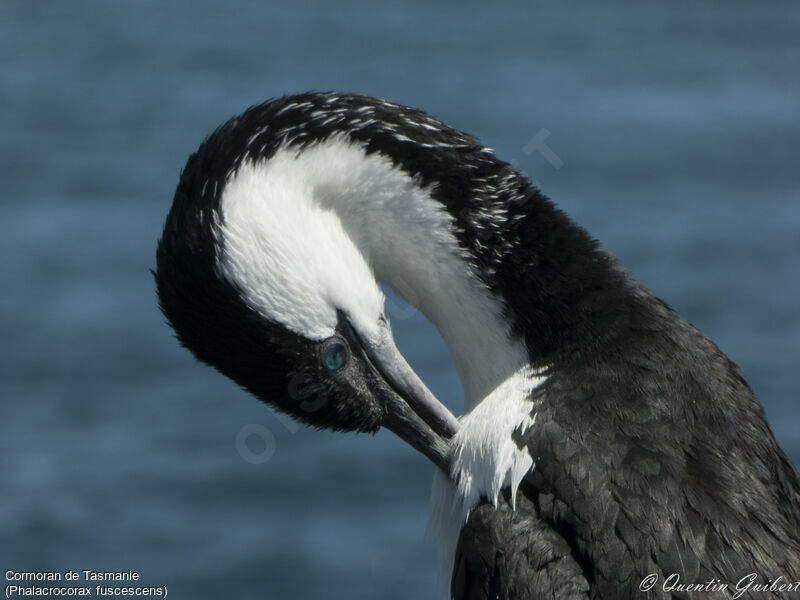 Cormoran de Tasmanie, identification, portrait, soins