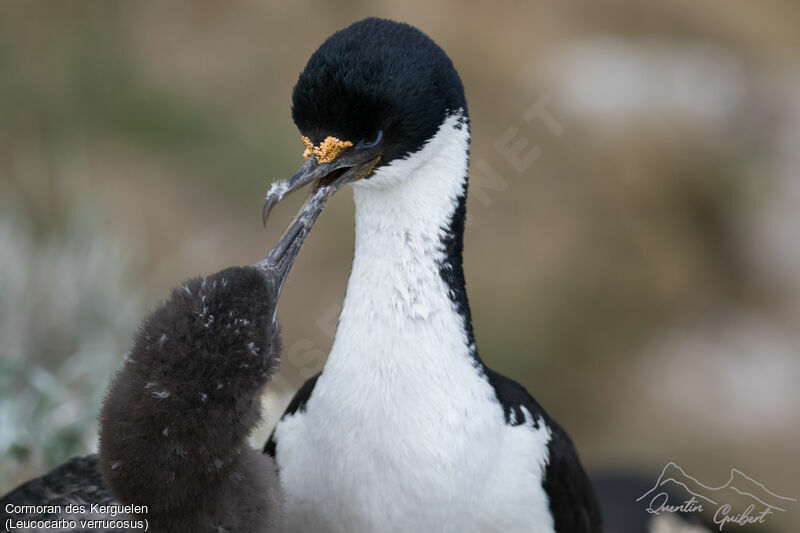 Kerguelen Shag