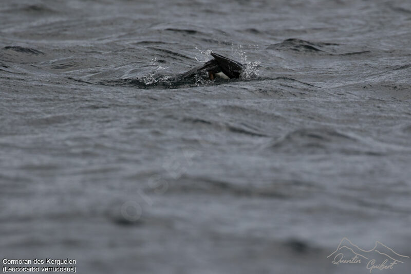 Cormoran des Kerguelen